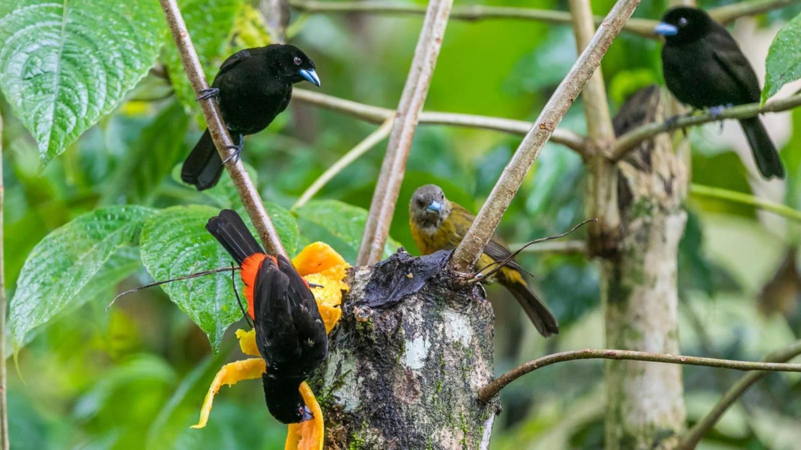 Bamboo River Lodge Horquetas Екстер'єр фото